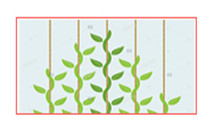 植物攀爬網(wǎng)