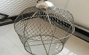 百鳥(niǎo)樂(lè)園網(wǎng)